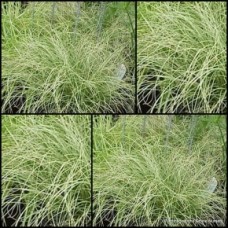 Frosted Curls NZ Sedge Grass 1 Clumping Hardy Carex comans grasses